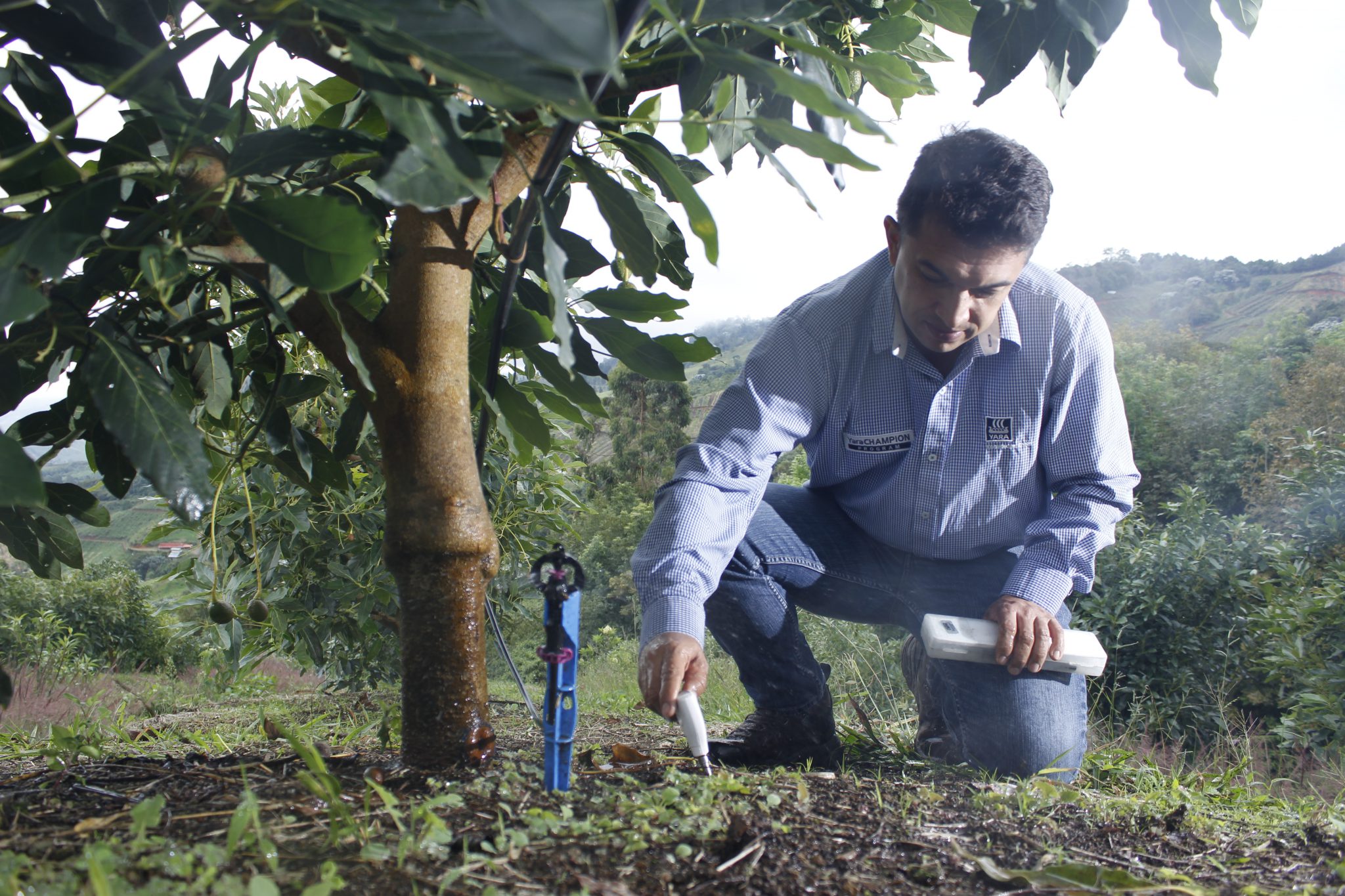 El Fertirriego Reduce En 31 El Uso Del Agua En La Agricultura Comunicaec 8486